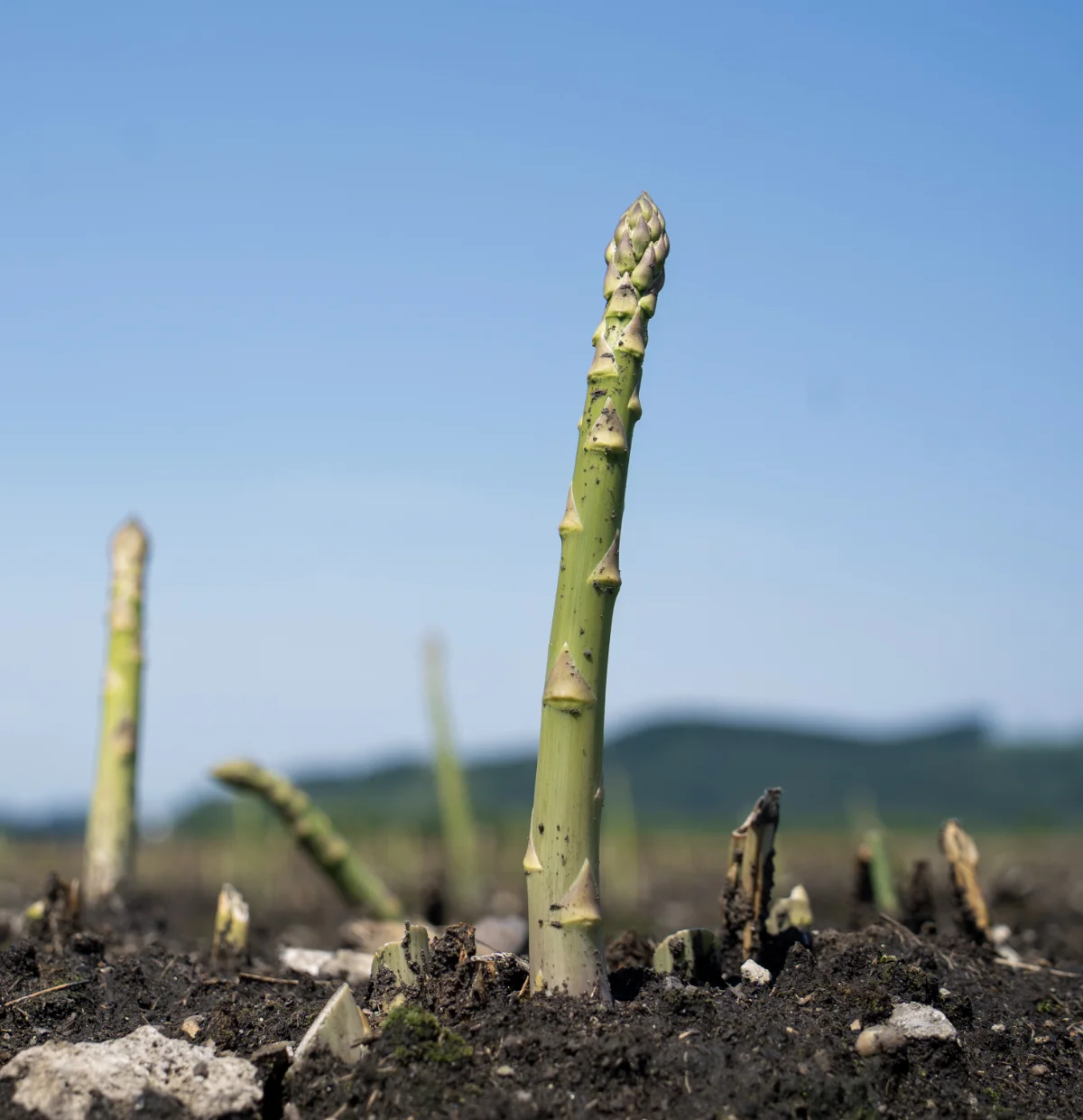 １本のアスパラ