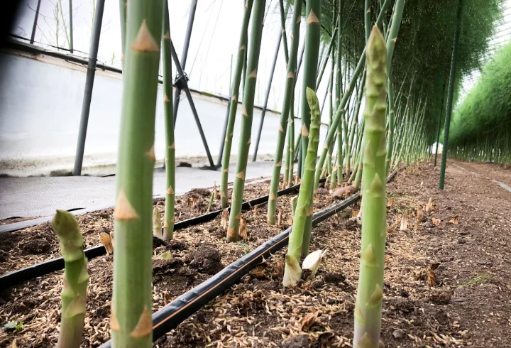 夏のハウス栽培のアスパラ