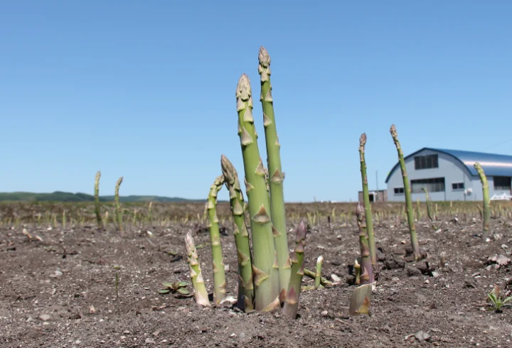 露地物のアスパラ