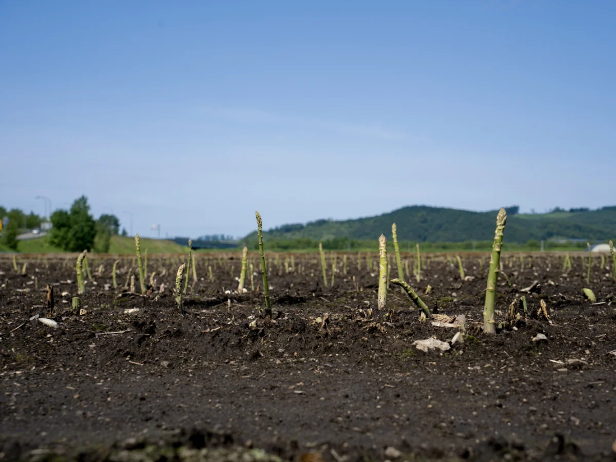 アスパラの畑