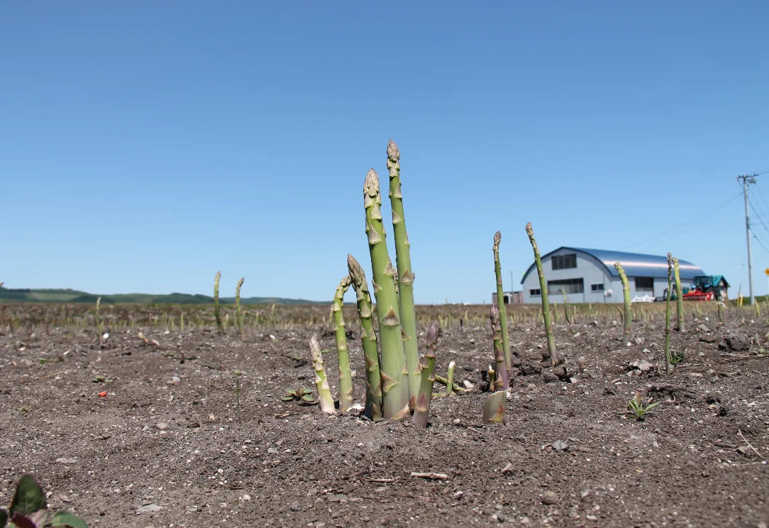 青空に向かって伸びる美幌のアスパラ