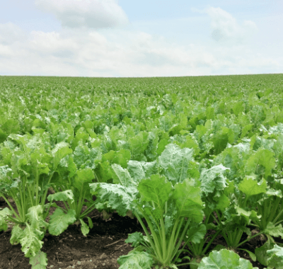 美幌のビート（甜菜）畑