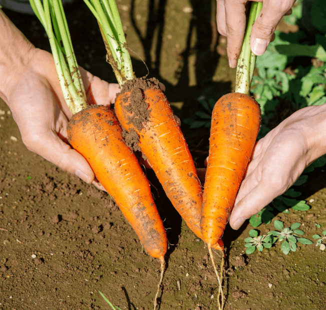 美幌のにんじん
