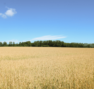 美幌の小麦畑