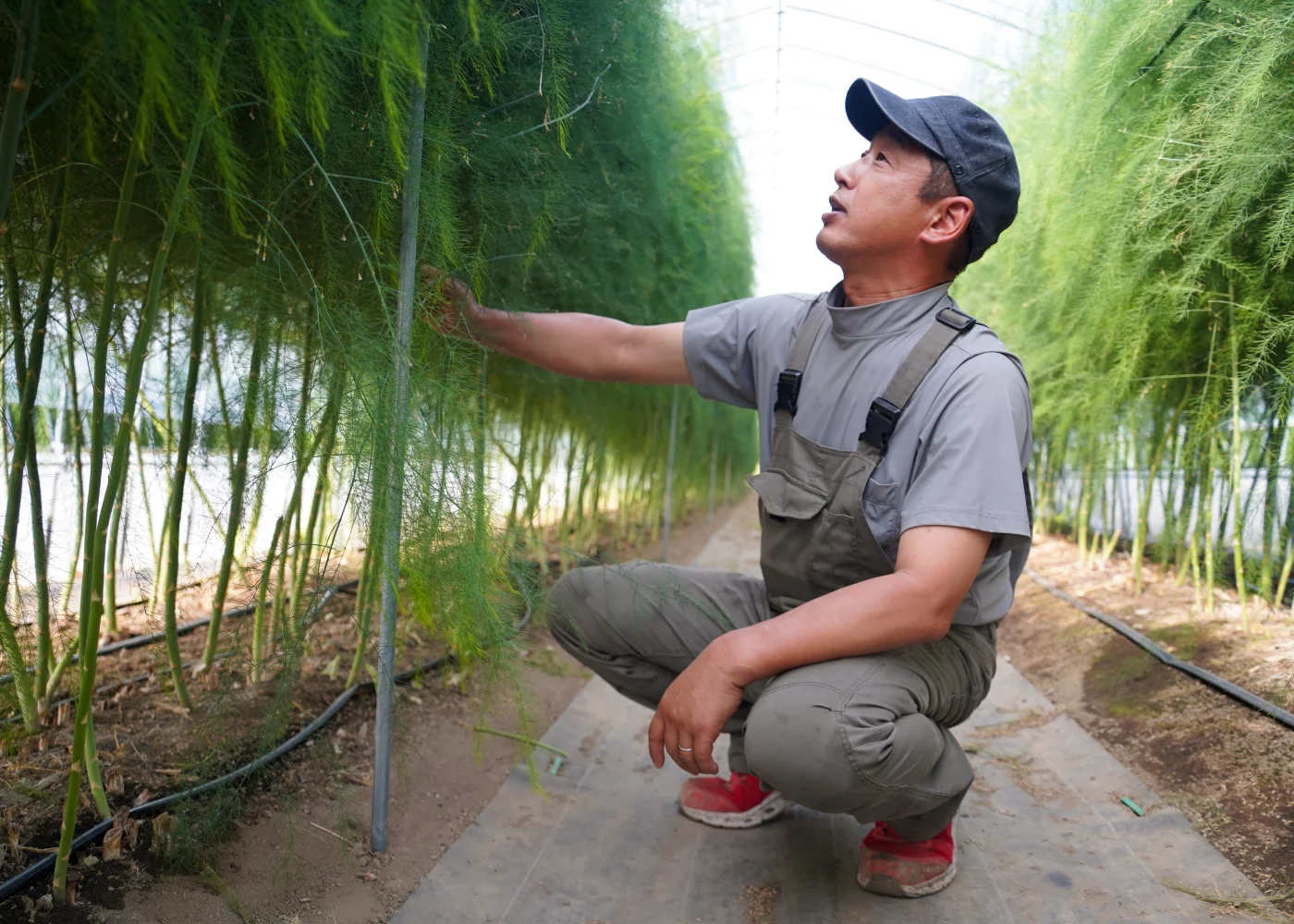 アスパラの生育を見守る農家さん